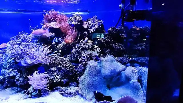 Corals displayed in a reef aquarium.