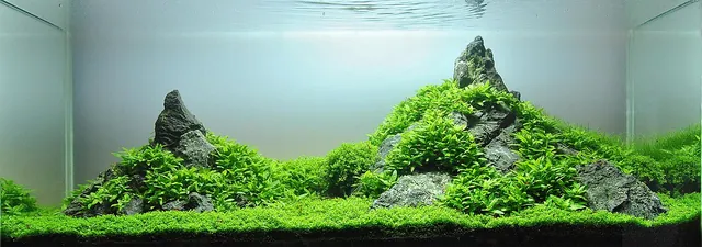 Aquatic plants arranged in a freshwater aquarium.