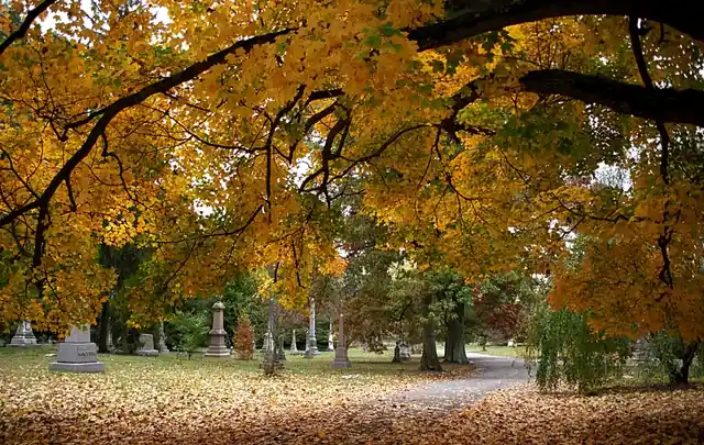 Trees displaying autumn colours in an arboretum.