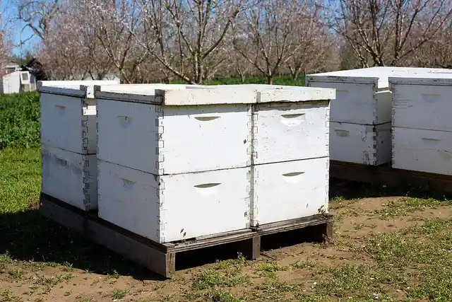 Beehives arranged outdoors.