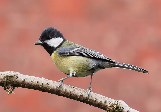 A small wild bird perched on a branch.