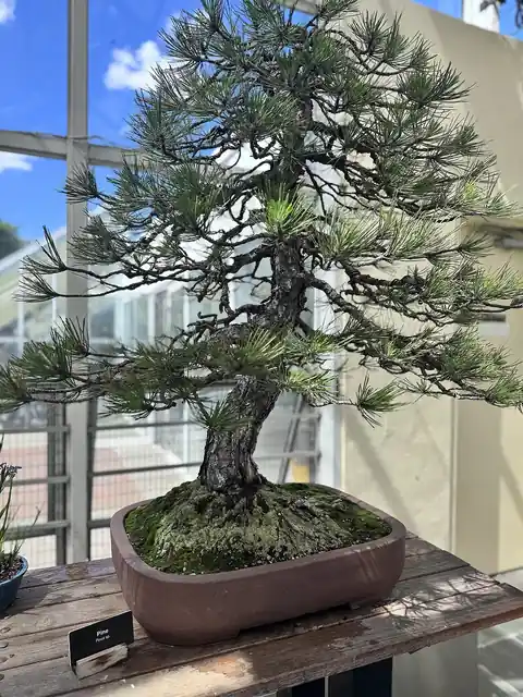 A miniature tree growing in a bonsai pot.