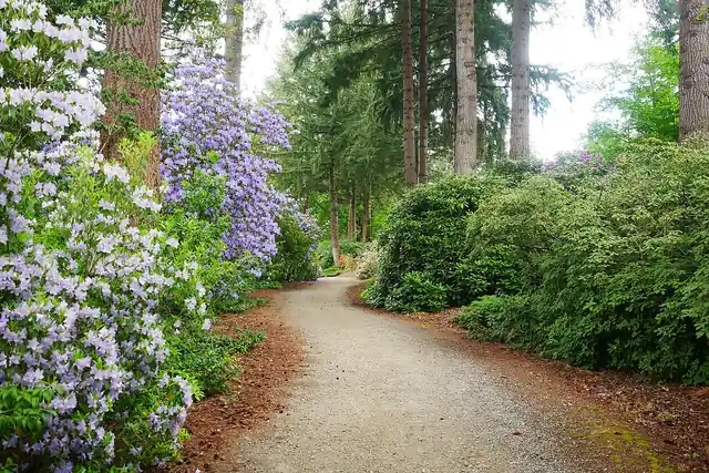 A path through a planted garden.