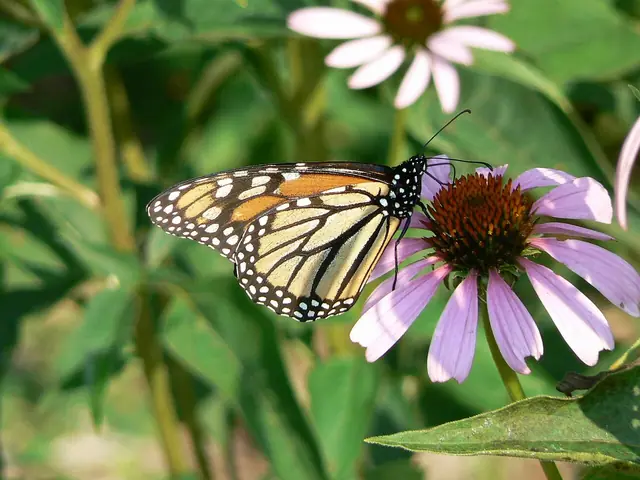 A butterfly resting on a flower.