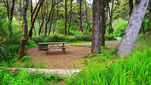 Trees shelter an empty campsite with a picnic table.