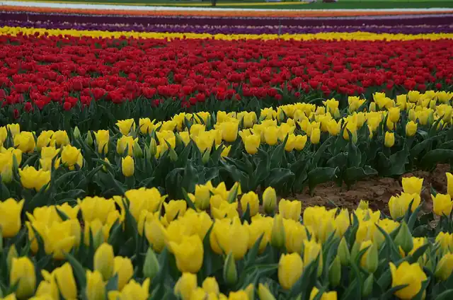 Rows of colourful flowering tulips.