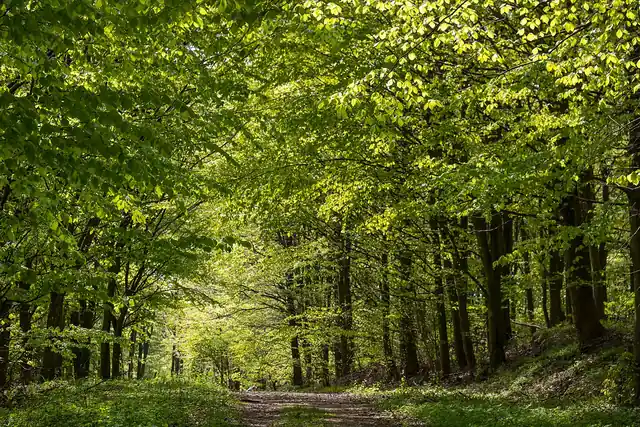 A walking path winding through trees.