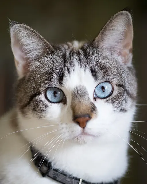A blue-eyed domestic cat looking toward the camera.