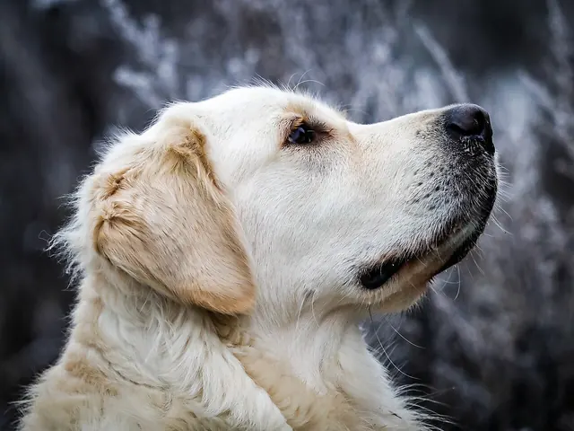 A golden retriever looking upward beside a tree.