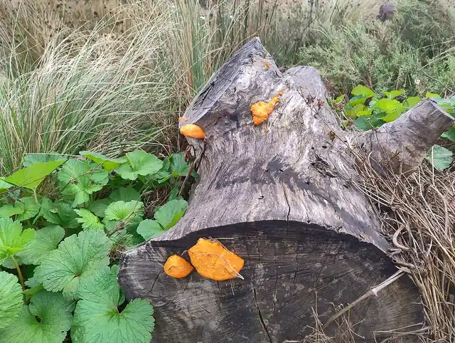 Orange fungi growing on a fallen log among grass and leaves.
