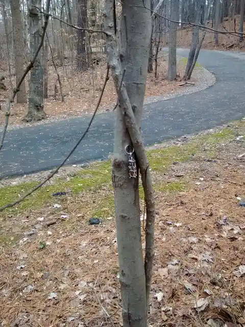 A small geocache container tucked into a tree beside a woodland path.