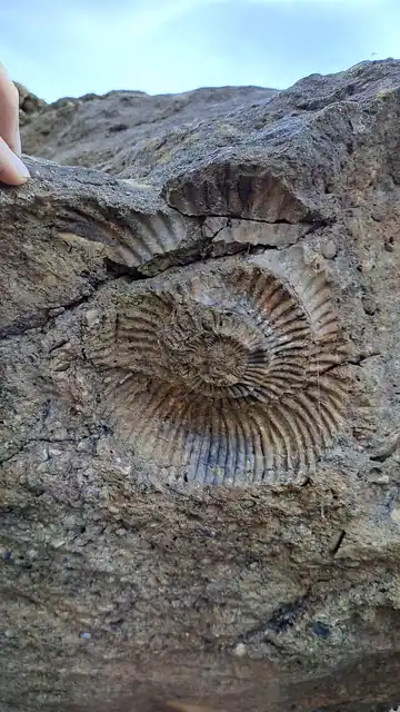 An ammonite fossil embedded in a piece of rock.