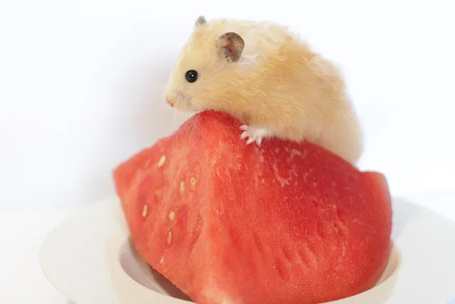 A cream-coloured hamster perched on a slice of watermelon.