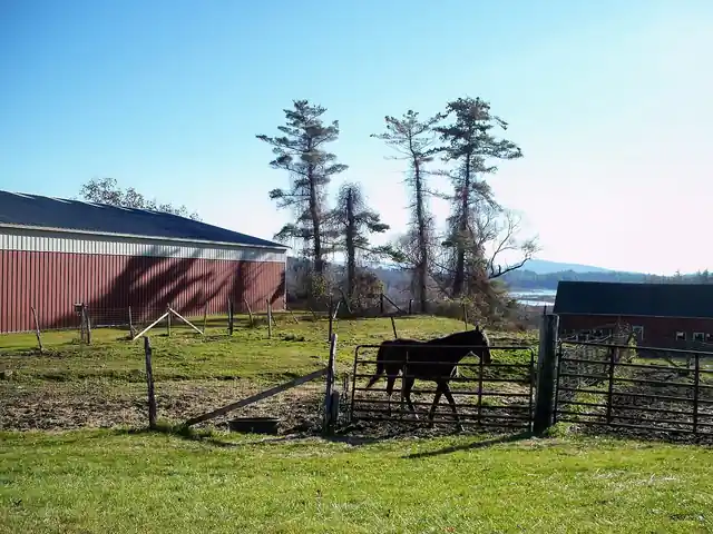 A brown horse standing behind a fence in a paddock beside farm buildings.