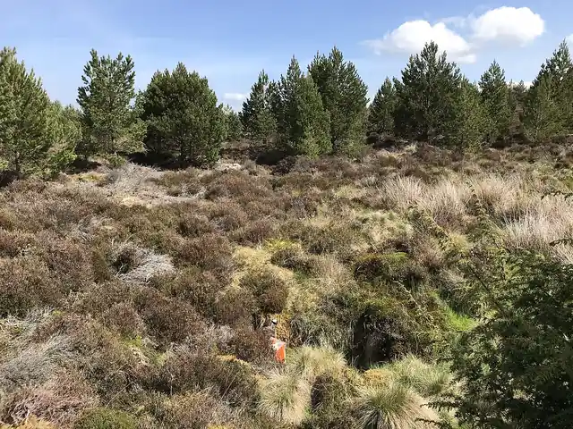 An orange and white orienteering control marker among heathland shrubs.