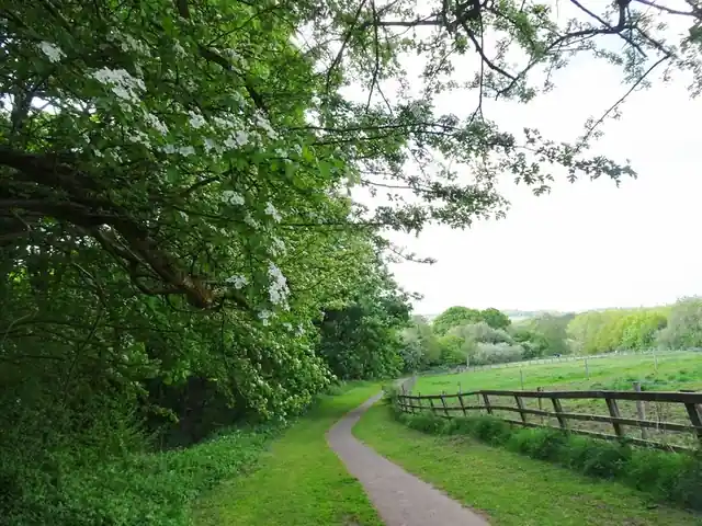 A narrow park path curving beneath flowering trees beside a wooden fence.