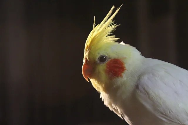 A pale cockatiel with a yellow crest and orange cheeks.
