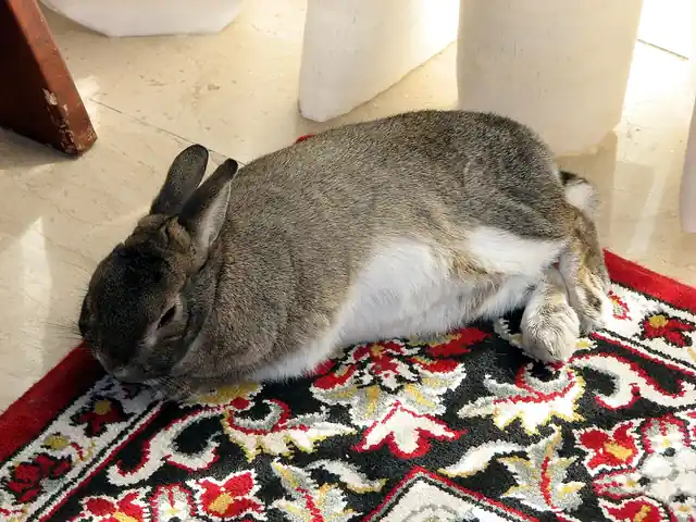A domestic rabbit resting on a patterned rug.