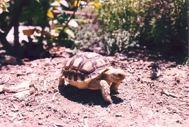 A pet tortoise walking across soil in a garden.