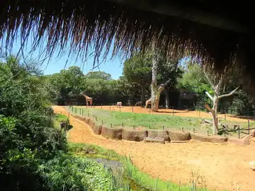 A giraffe enclosure with trees and sheltered viewing areas.