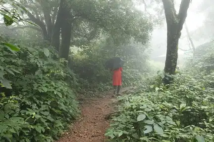 A walking path through a forest.