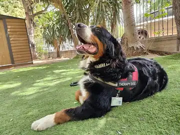 A Bernese mountain dog wearing a therapy dog vest outdoors.