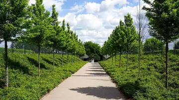 A straight walking path between trimmed hedges and young trees.