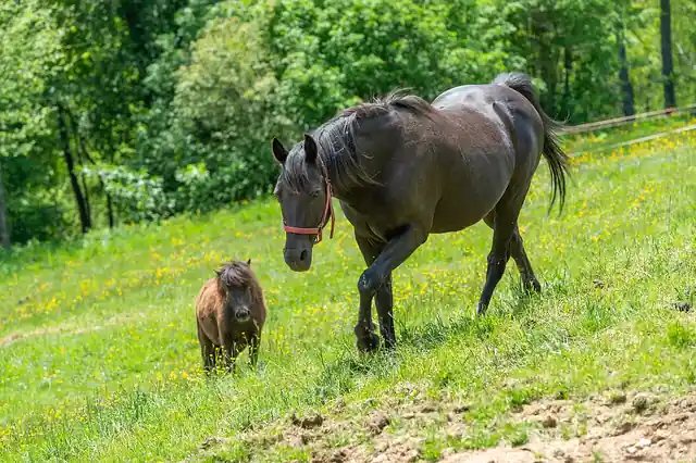 A pony and foal standing in a green pasture.