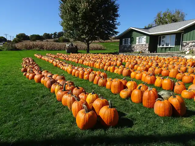 Harvested pumpkins arranged at a pumpkin patch.