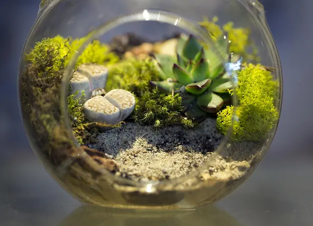 Small plants growing inside a glass terrarium.