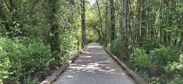 A raised wooden path through wetland vegetation.