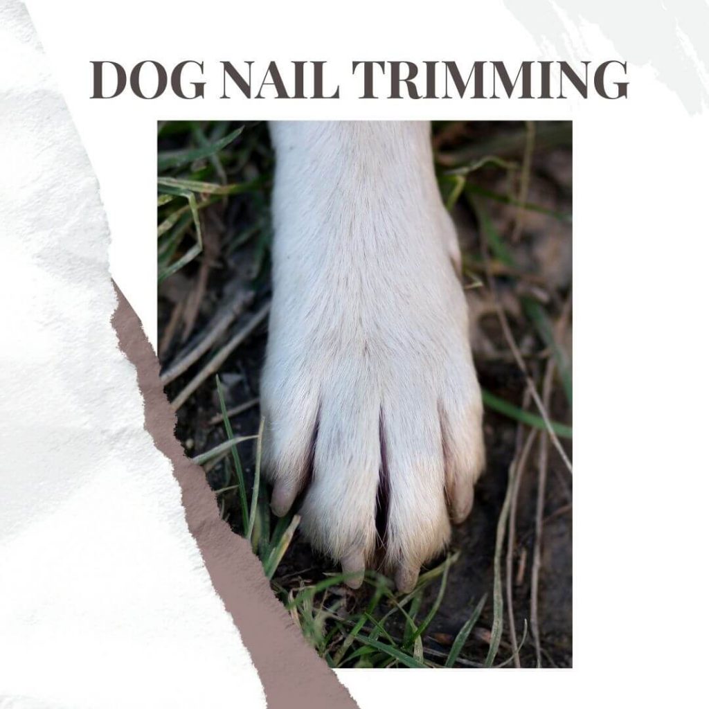 Dog nail trimming near me