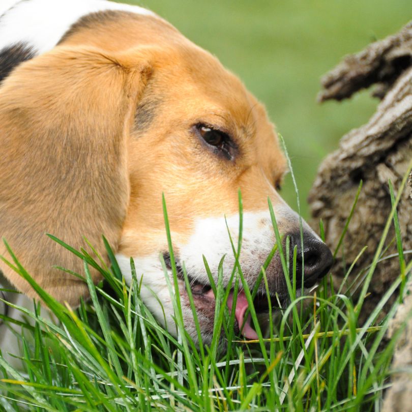 Dog eats grass