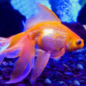 Goldfish sick. How do I cure a goldfish with swim bladder problems?