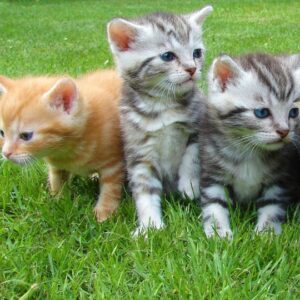 Kittens - little young kittens