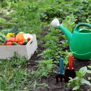 Vegetables from your own vegetable garden