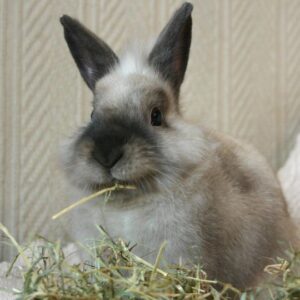 Why do rabbits eat their droppings?